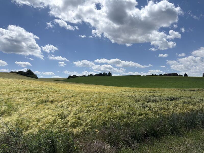 Ein Gerstenfeld im Vordergrund, dahinter grüne Hügel und ein Himmel voller Schönwetterwolken