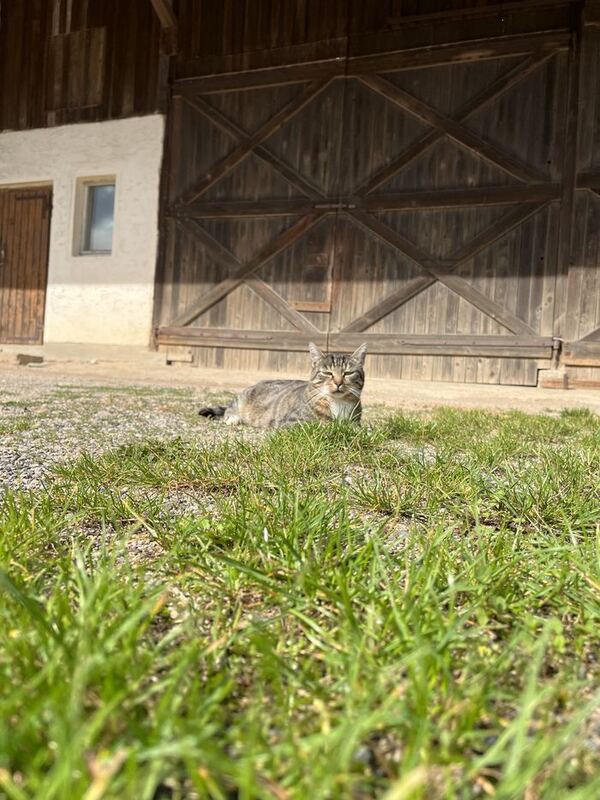 Eine getigerte Katze liegt im Gras vor einem großen hölzernen Scheunentor und schaut in die Kamera
