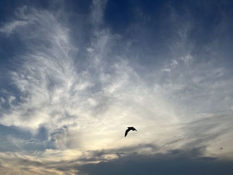 Eine einzelne Möwe fliegt vor hohen Schleierwolken, die von der tiefstehenden Sonne angeleuchtet werden